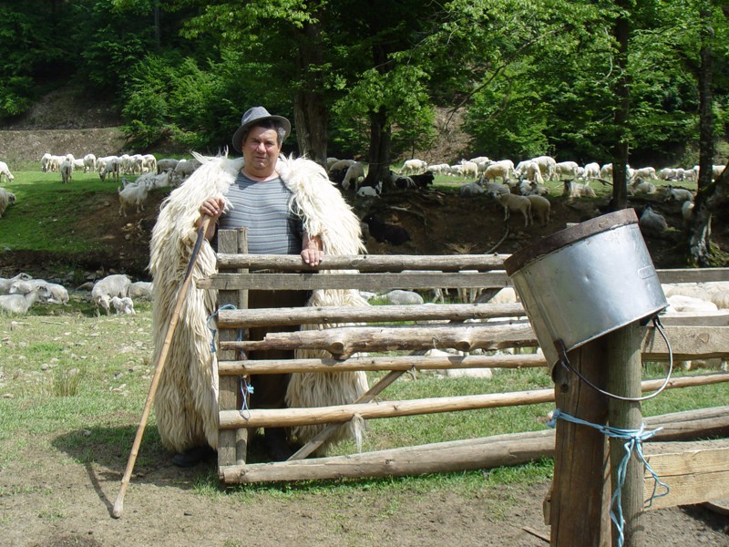 Este rentabila cresterea oilor in Romania?