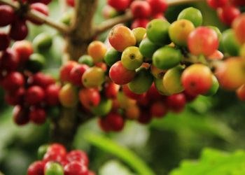 Plantațiile de cafea, în pericol. Care este viitorul îndrăgitei băuturi?