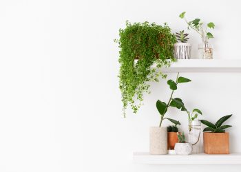 Care sunt beneficiile de a avea plante acasa