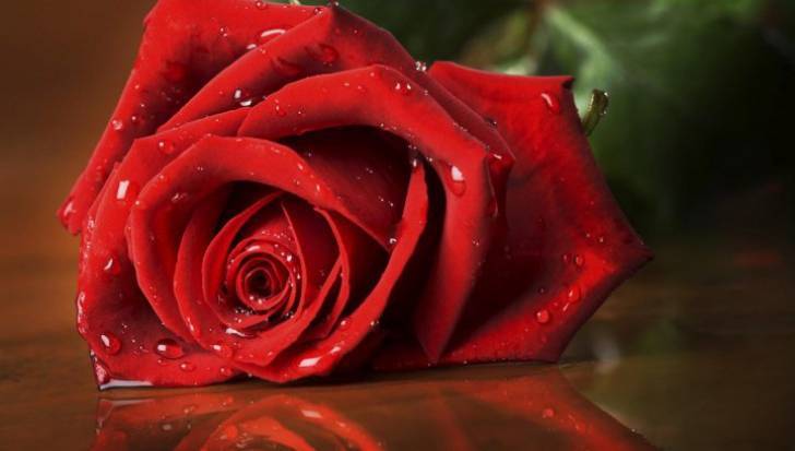 Care este semnificatia unui trandafir rosu?