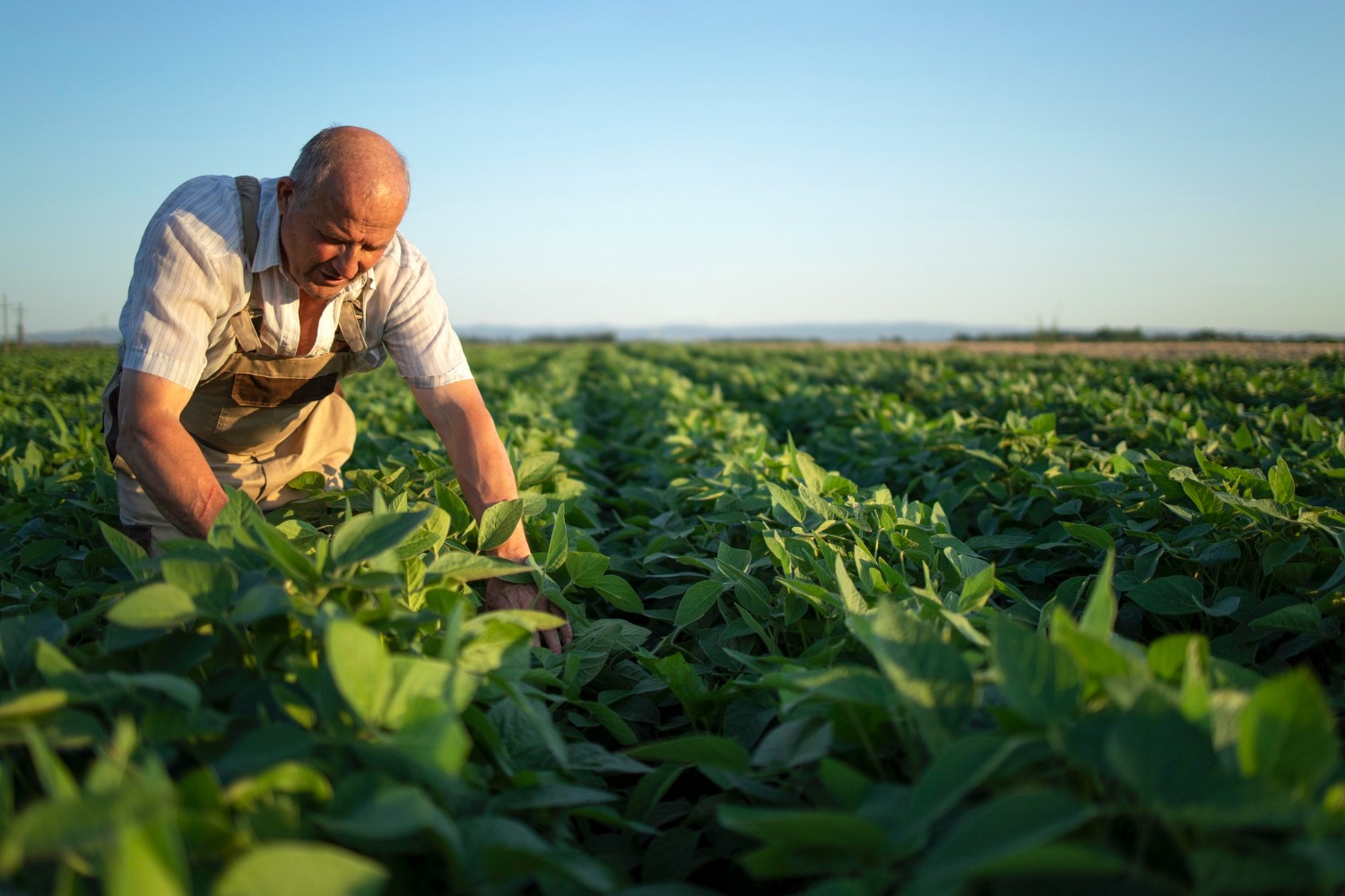 Cum putem îmbunătăți eficiența agriculturii pentru a alimenta o populație în continuă creștere