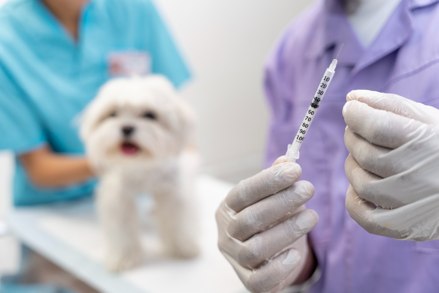 Ce vaccinuri sunt necesare pentru animalele de companie