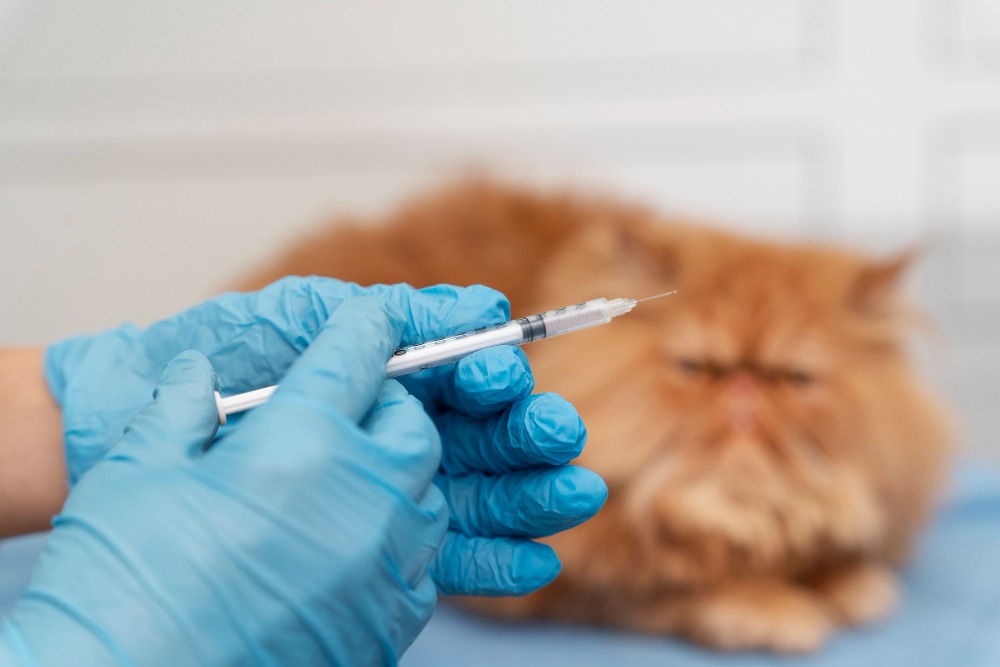 Importanța vaccinării animalelor de companie