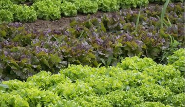 Cum să combați buruienile care apar în grădina de legume? Iată cele 3 metode eficiente!
