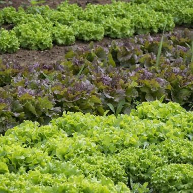 Cum să combați buruienile care apar în grădina de legume? Iată cele 3 metode eficiente!