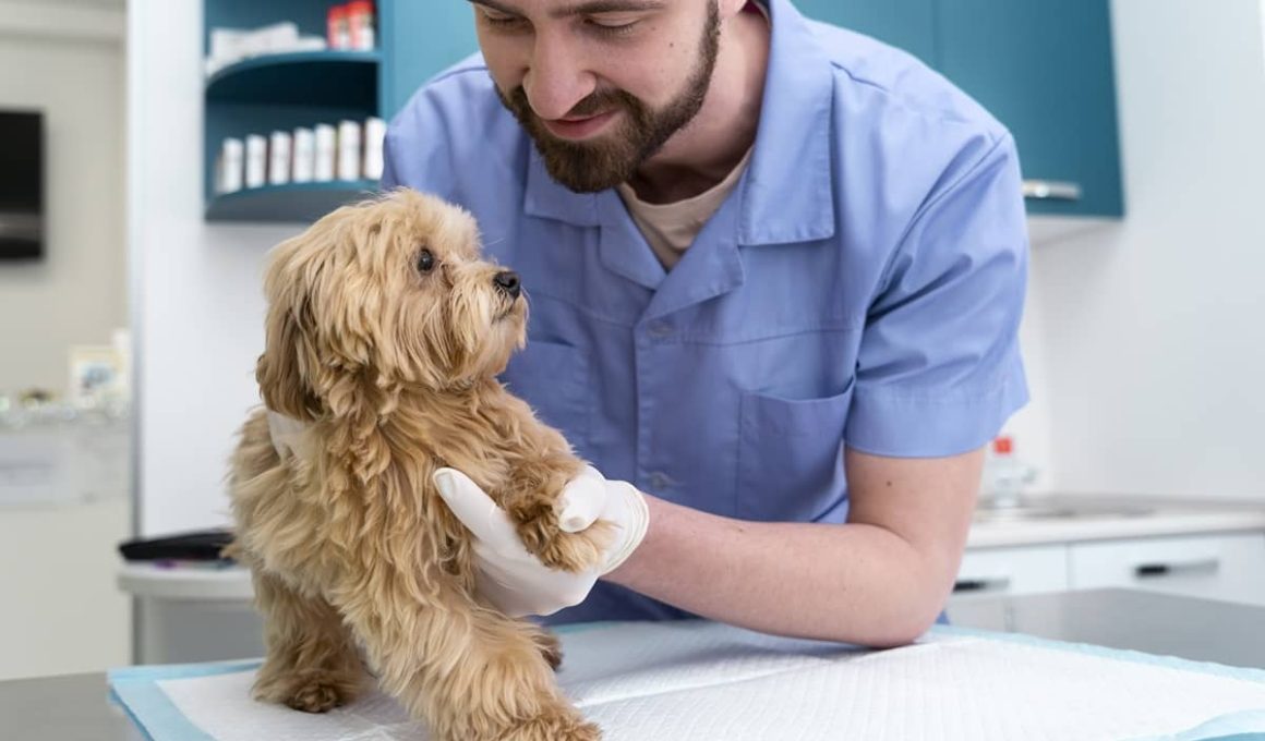 Top 3 servicii inovatoare pe care le poți oferi într-un cabinet medical veterinar