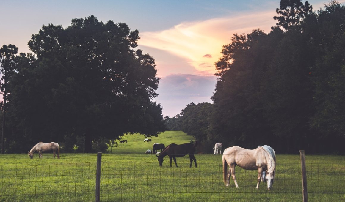 5-garduri-electrice-romania