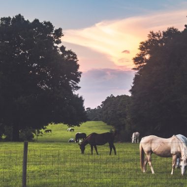 5-garduri-electrice-romania