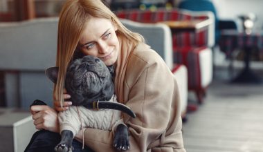 Ce trebuie să știe un pet sitter în București despre un câine adoptat recent